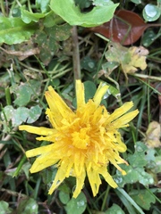 Taraxacum officinale