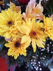 Chrysanthemum morifolium