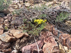 Lomatium vaginatum