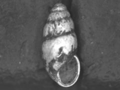 Cochlicopa lubricella image