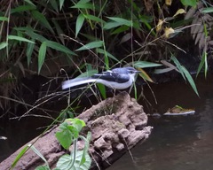 Motacilla clara