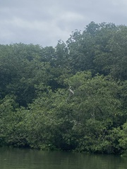 Pelecanus occidentalis