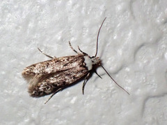 Endrosis sarcitrella