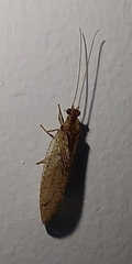 Nusalala tessellata