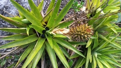 Aechmea ornata