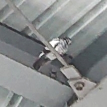 Columba livia domestica