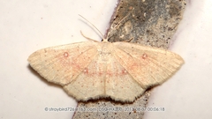Cyclophora albipunctata