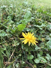 Taraxacum officinale