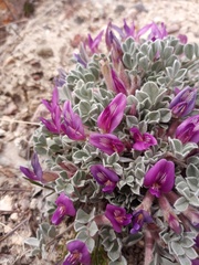 Astragalus purshii