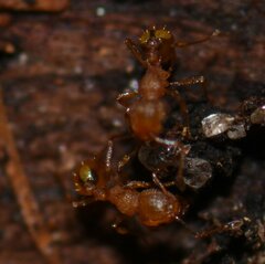 Wasmannia auropunctata