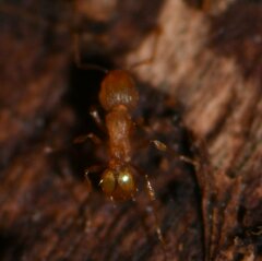 Wasmannia auropunctata