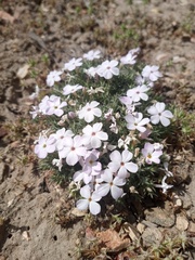 Phlox caespitosa