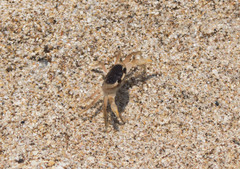 Gecarcinus lateralis