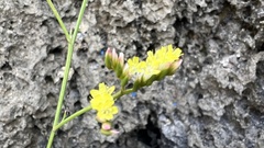 Limonium sinense