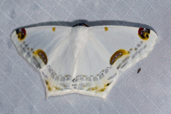 Sericoptera mahometaria
