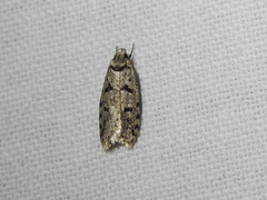 Scatochresis episema