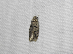Scatochresis episema