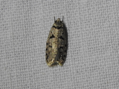 Scatochresis episema