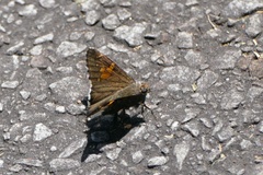 Thorybes lyciades