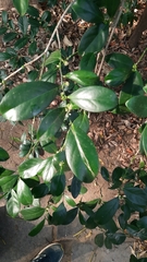 Suregada lanceolata