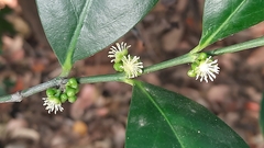 Suregada lanceolata