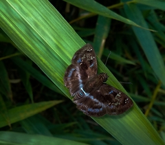 Quadrus cerialis