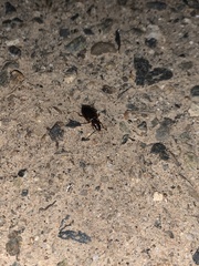 Tanystoma maculicolle