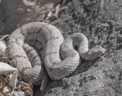 Crotalus lepidus