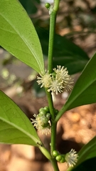 Suregada lanceolata