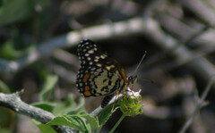 Chlosyne melitaeoides melitaeoides