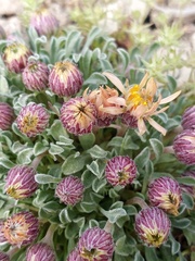 Townsendia scapigera