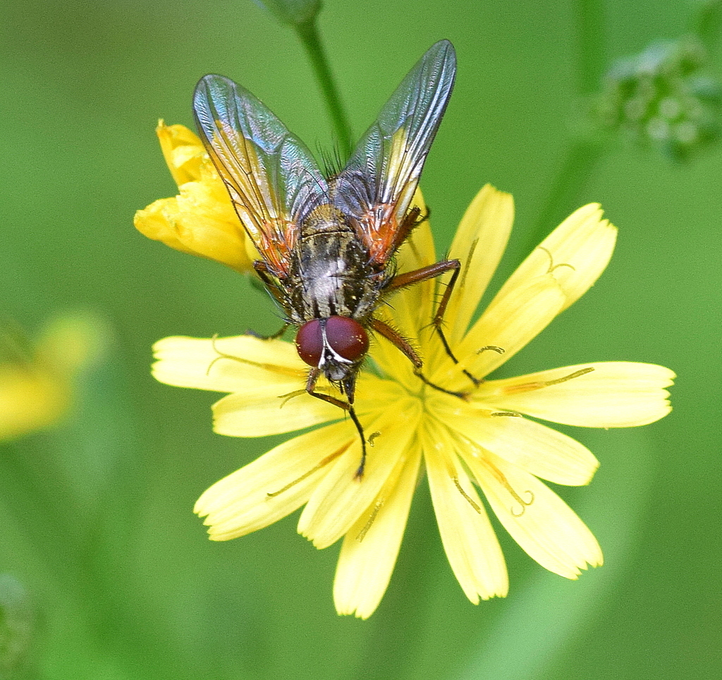 Phaonia angelicae