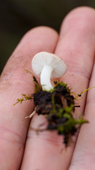 Russula laccata