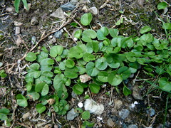 Dichondra micrantha