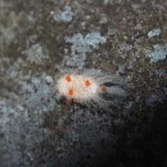 Monophlebidae