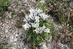 Gentiana algida
