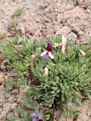 Viola beckwithii