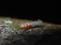 Monophlebidae