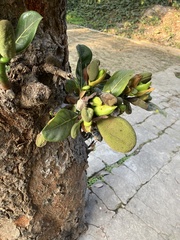 Artocarpus heterophyllus