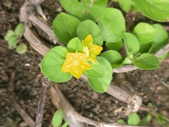 Lysimachia japonica