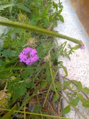 Glandularia canadensis