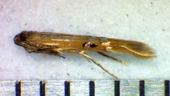 Cosmopterix fernaldella