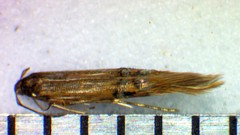 Cosmopterix fernaldella