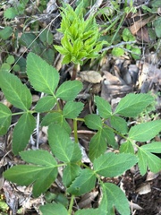 Angelica californica