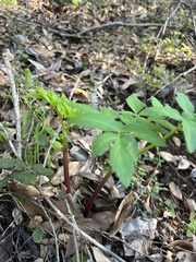 Angelica californica