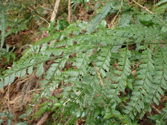 Arachniodes amabilis