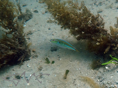 Stethojulis interrupta