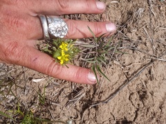 Ceratocephala testiculata