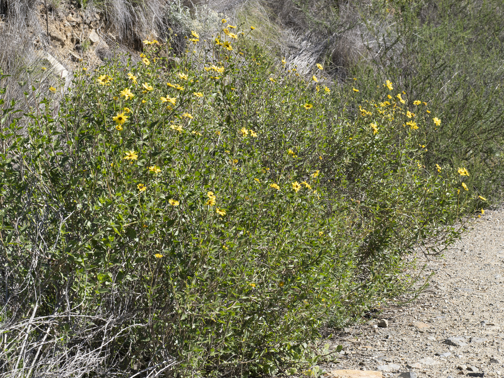 California brittlebush from San Diego County, CA, USA on February 07