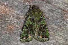 Heterochroma beryllus